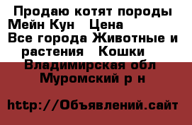 Продаю котят породы Мейн Кун › Цена ­ 12 000 - Все города Животные и растения » Кошки   . Владимирская обл.,Муромский р-н